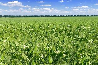 Fachmakler für land-, forst- und pferdewirtschaftliche Immobilien