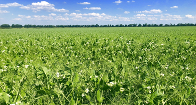 Fachmakler für land-, forst- und pferdewirtschaftliche Immobilien