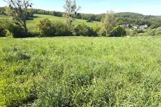 Fachmakler für land-, forst- und pferdewirtschaftliche Immobilien