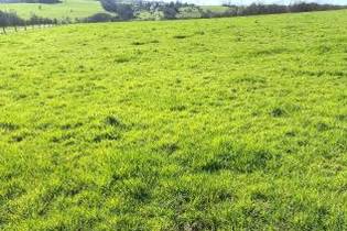 Fachmakler für land-, forst- und pferdewirtschaftliche Immobilien