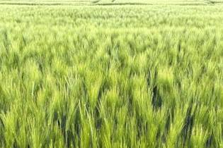 Fachmakler für land-, forst- und pferdewirtschaftliche Immobilien