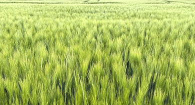 Fachmakler für land-, forst- und pferdewirtschaftliche Immobilien