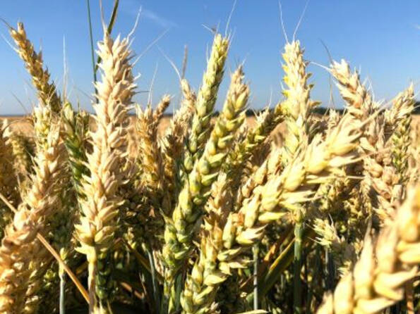 Fachmakler für land-, forst- und pferdewirtschaftliche Immobilien