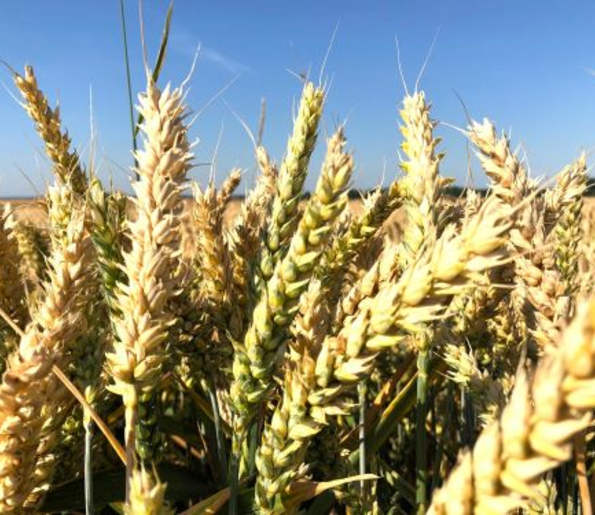 Fachmakler für land-, forst- und pferdewirtschaftliche Immobilien