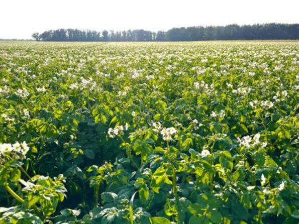 Fachmakler für land-, forst- und pferdewirtschaftliche Immobilien