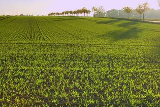 Fachmakler für land-, forst- und pferdewirtschaftliche Immobilien