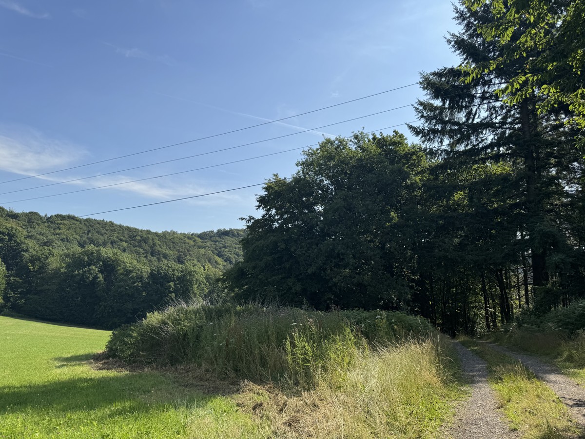 Forest and grassland area