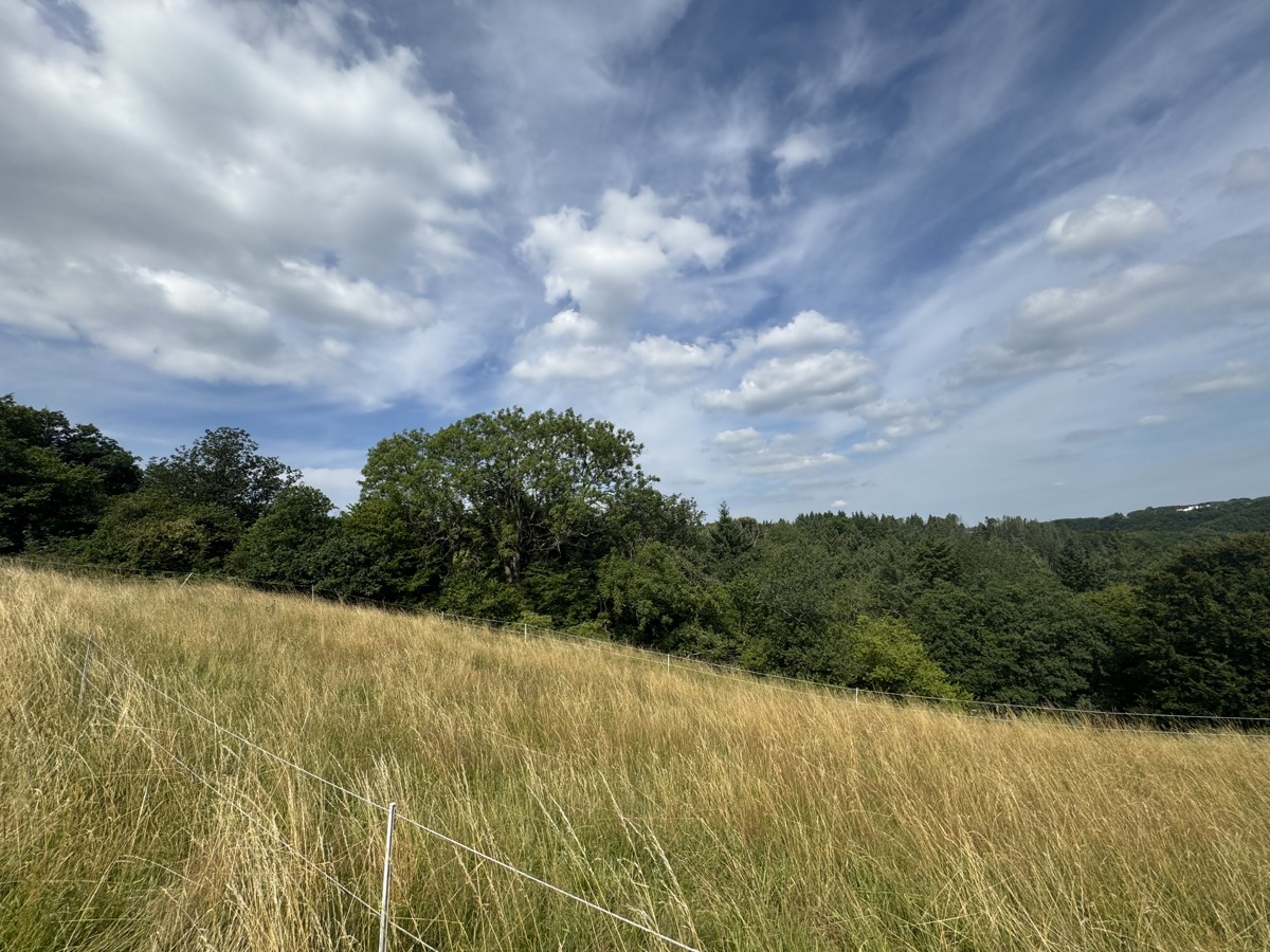 Forest and grassland