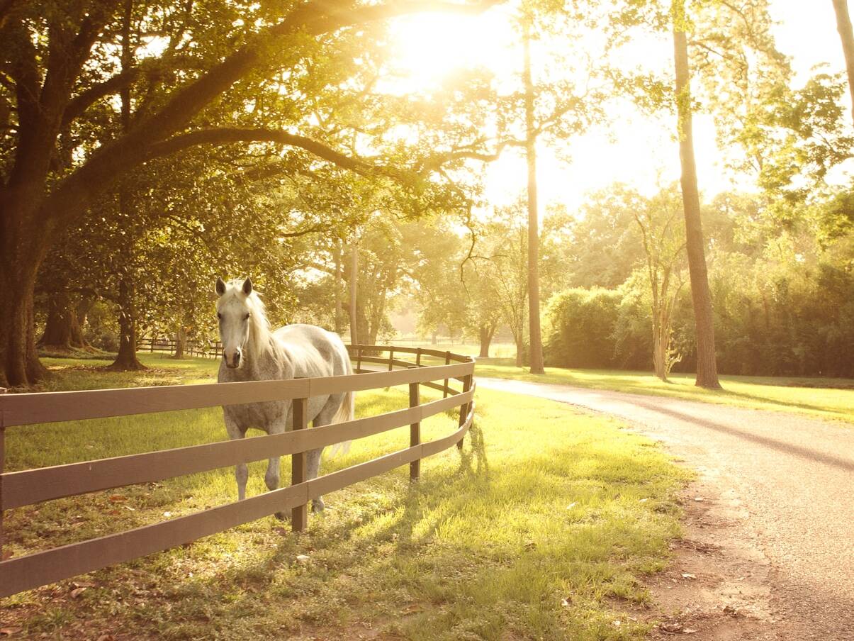 Fachmakler für land-, forst- und pferdewirtschaftliche Immobilien