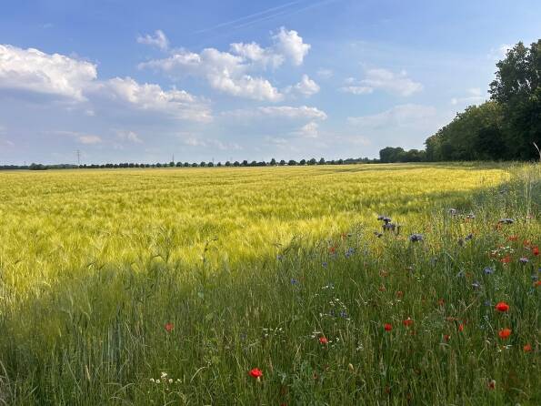 Fachmakler für land-, forst- und pferdewirtschaftliche Immobilien