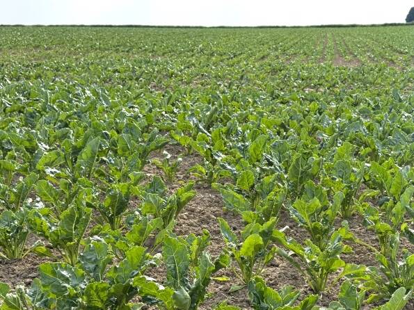 Fachmakler für land-, forst- und pferdewirtschaftliche Immobilien