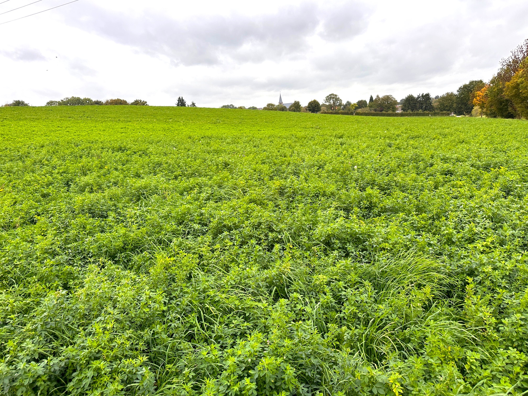 Fachmakler für land-, forst- und pferdewirtschaftliche Immobilien