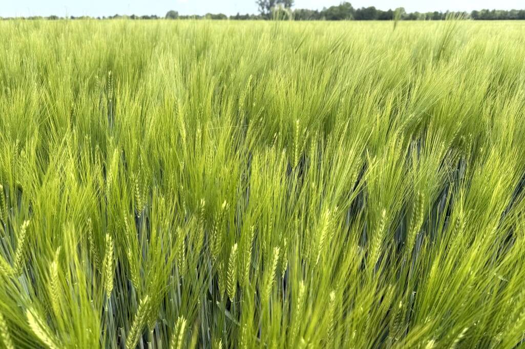 Fachmakler für land-, forst- und pferdewirtschaftliche Immobilien