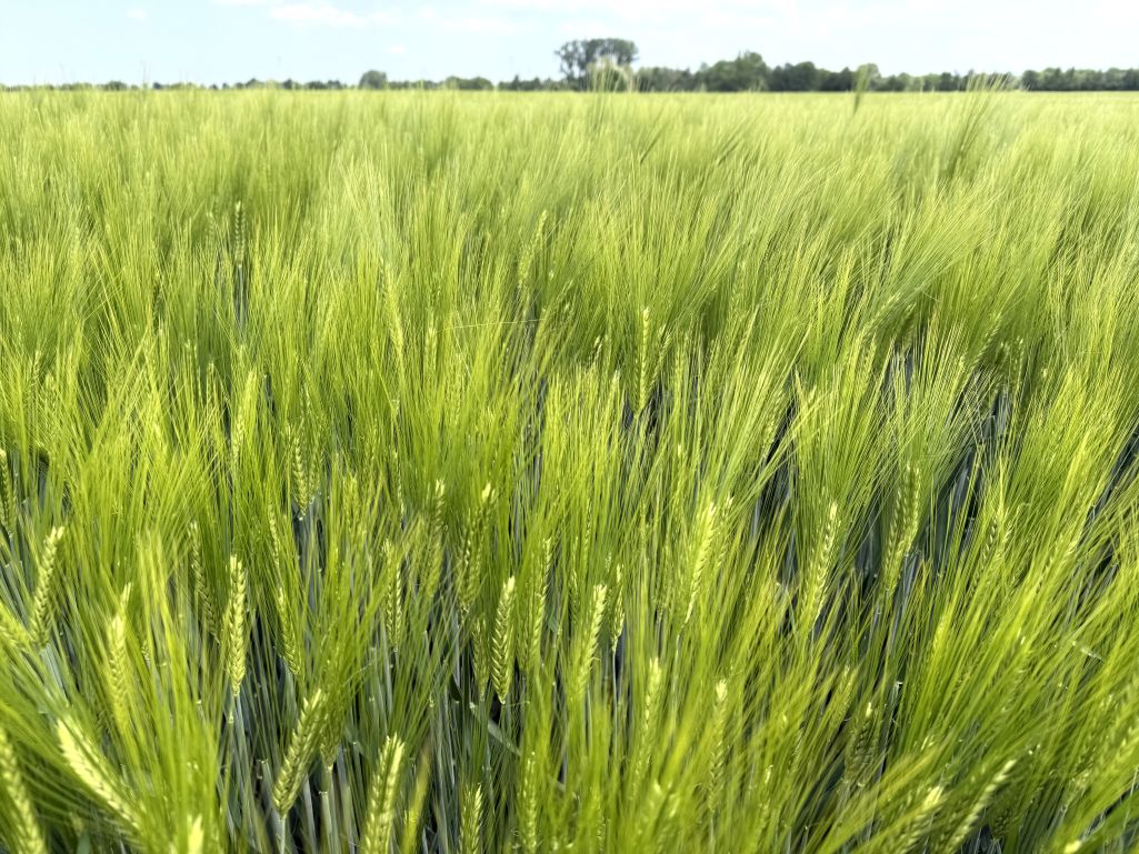 Fachmakler für land-, forst- und pferdewirtschaftliche Immobilien