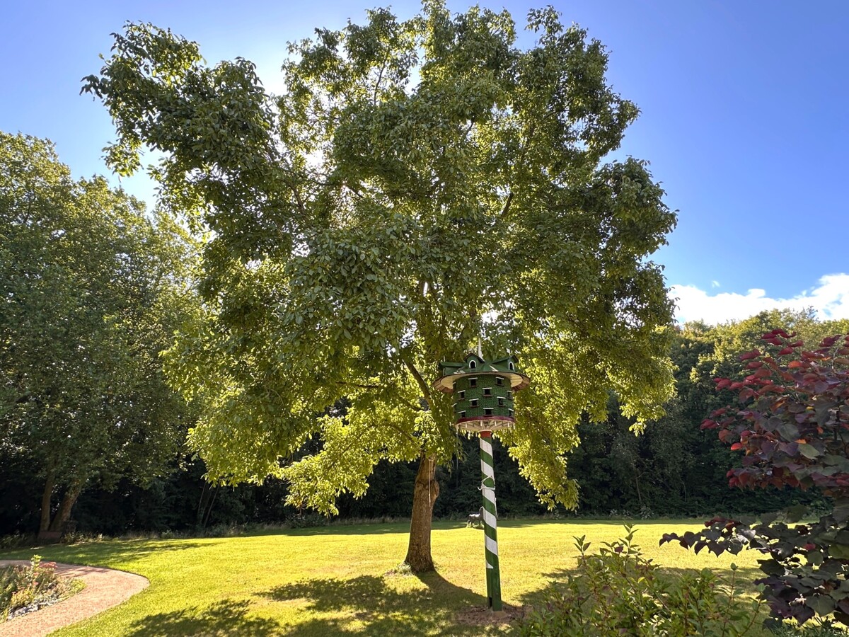 Solitärbaum im Park