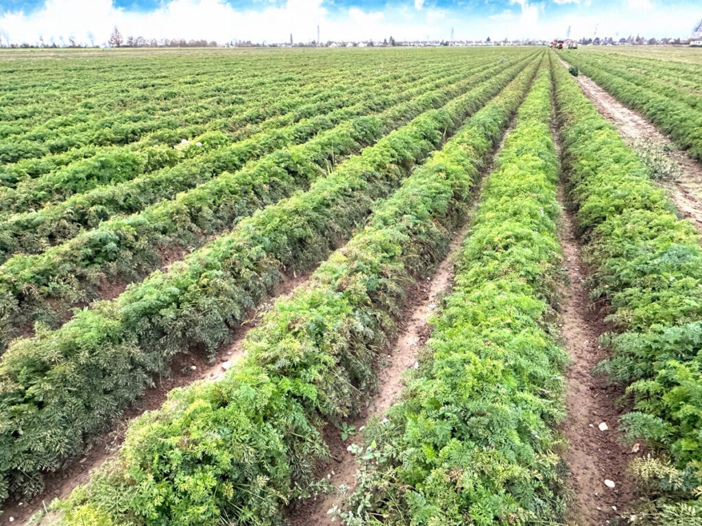 Ackerfläche (Verkaufseinheit 1)