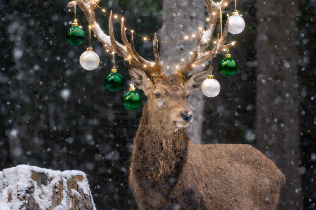 Fachmakler für land-, forst- und pferdewirtschaftliche Immobilien