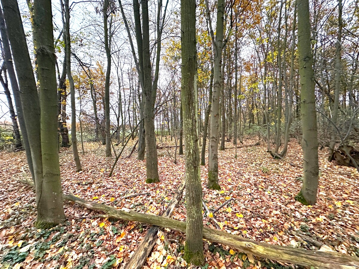 Waldfläche (Verkaufseinheit 2)