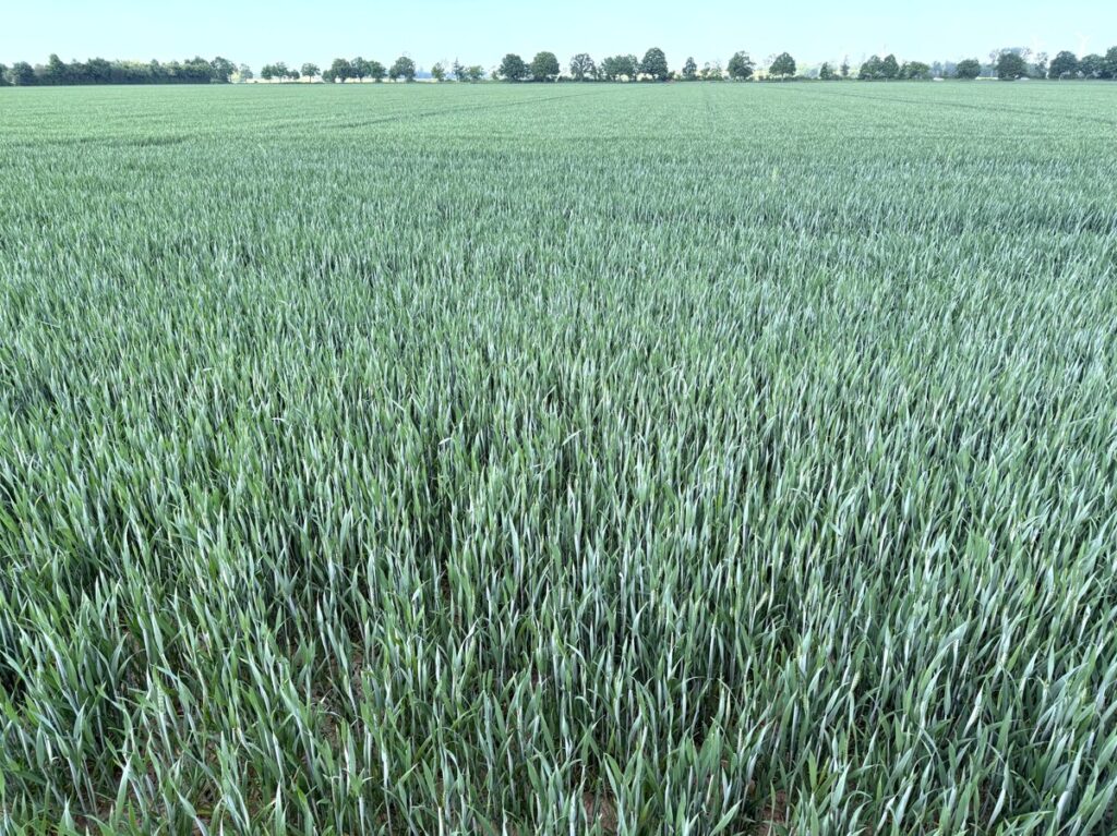 Foto der Immobilie (150785)