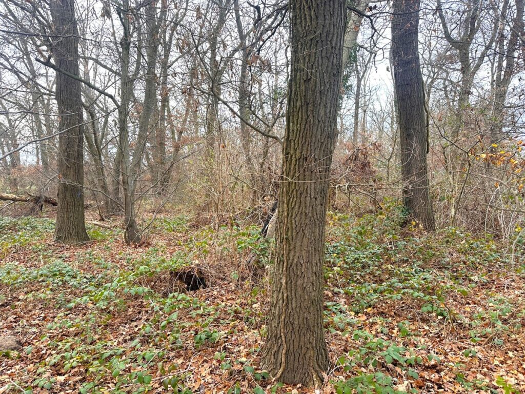 Eichen-Buchen-Mischbestand