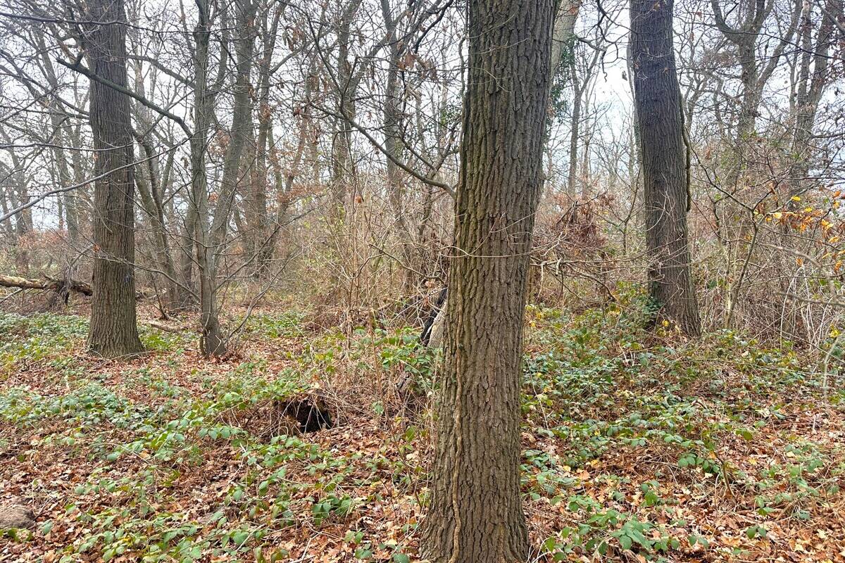 Eichen-Buchen-Mischbestand