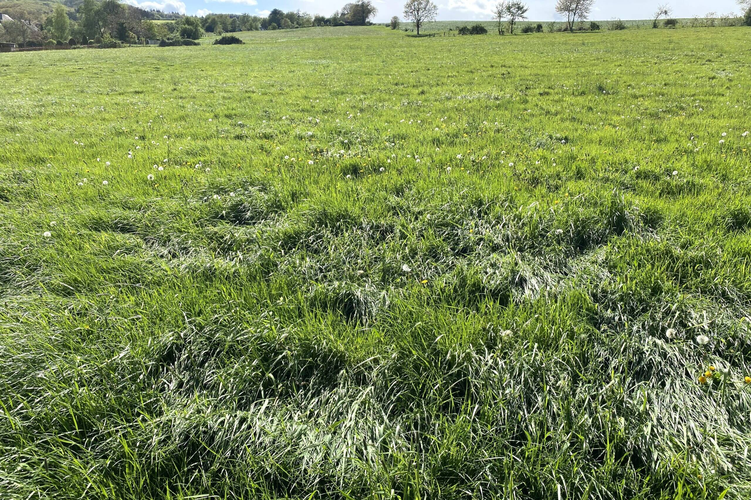 Fachmakler für land-, forst- und pferdewirtschaftliche Immobilien