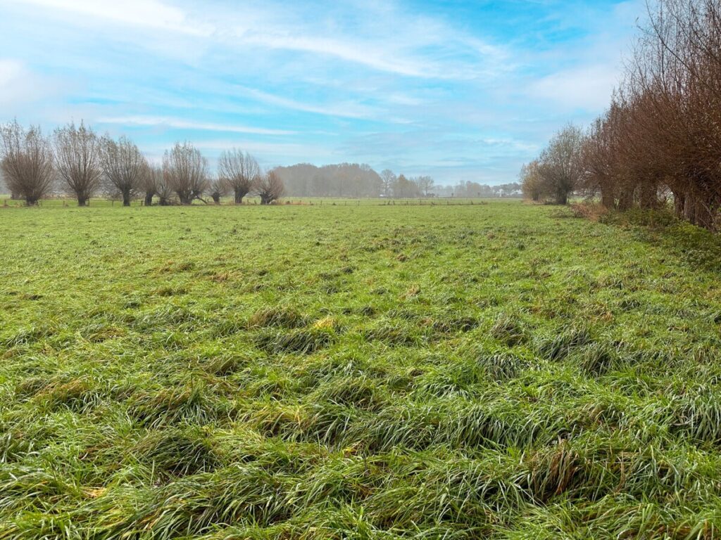 Grünlandfläche Krefeld
