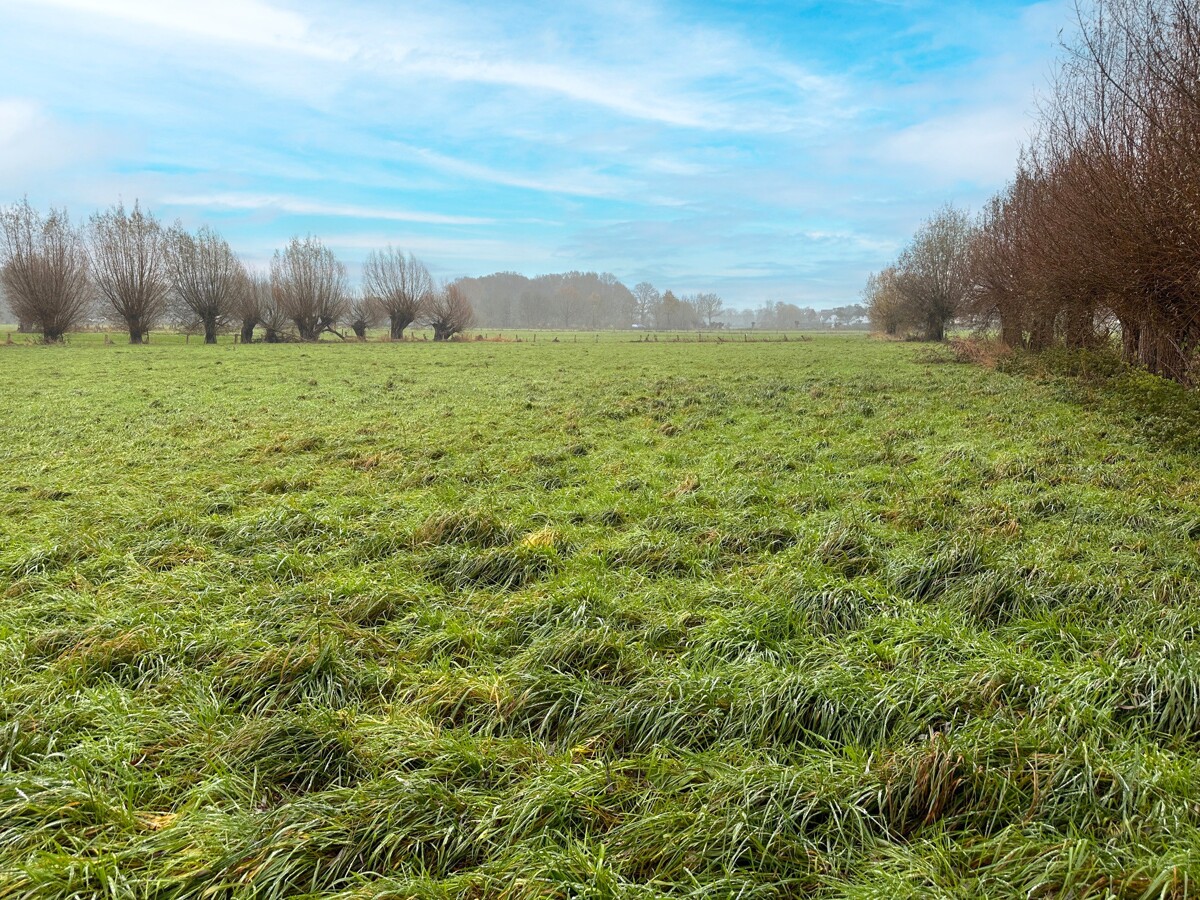 Grünlandfläche Krefeld