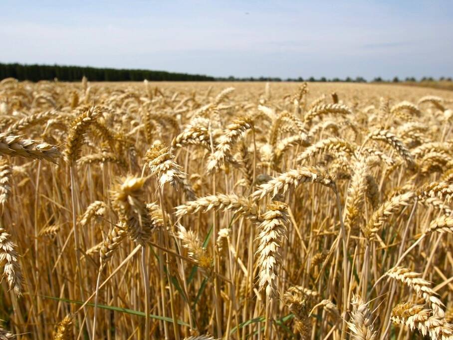 Fachmakler für land-, forst- und pferdewirtschaftliche Immobilien