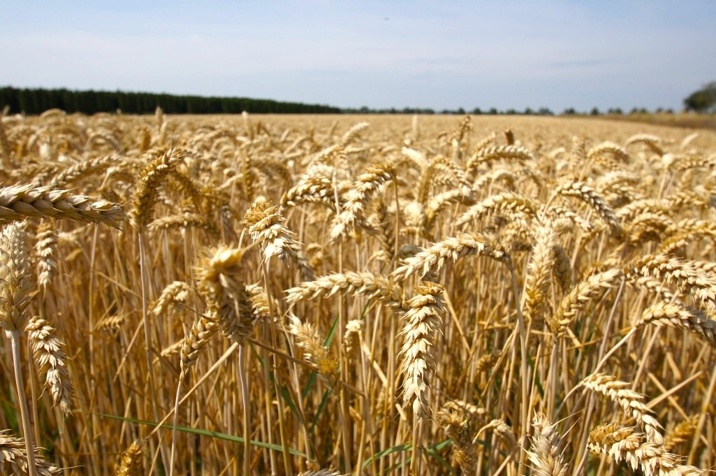 Fachmakler f&uuml;r land-, forst- und pferdewirtschaftliche Immobilien