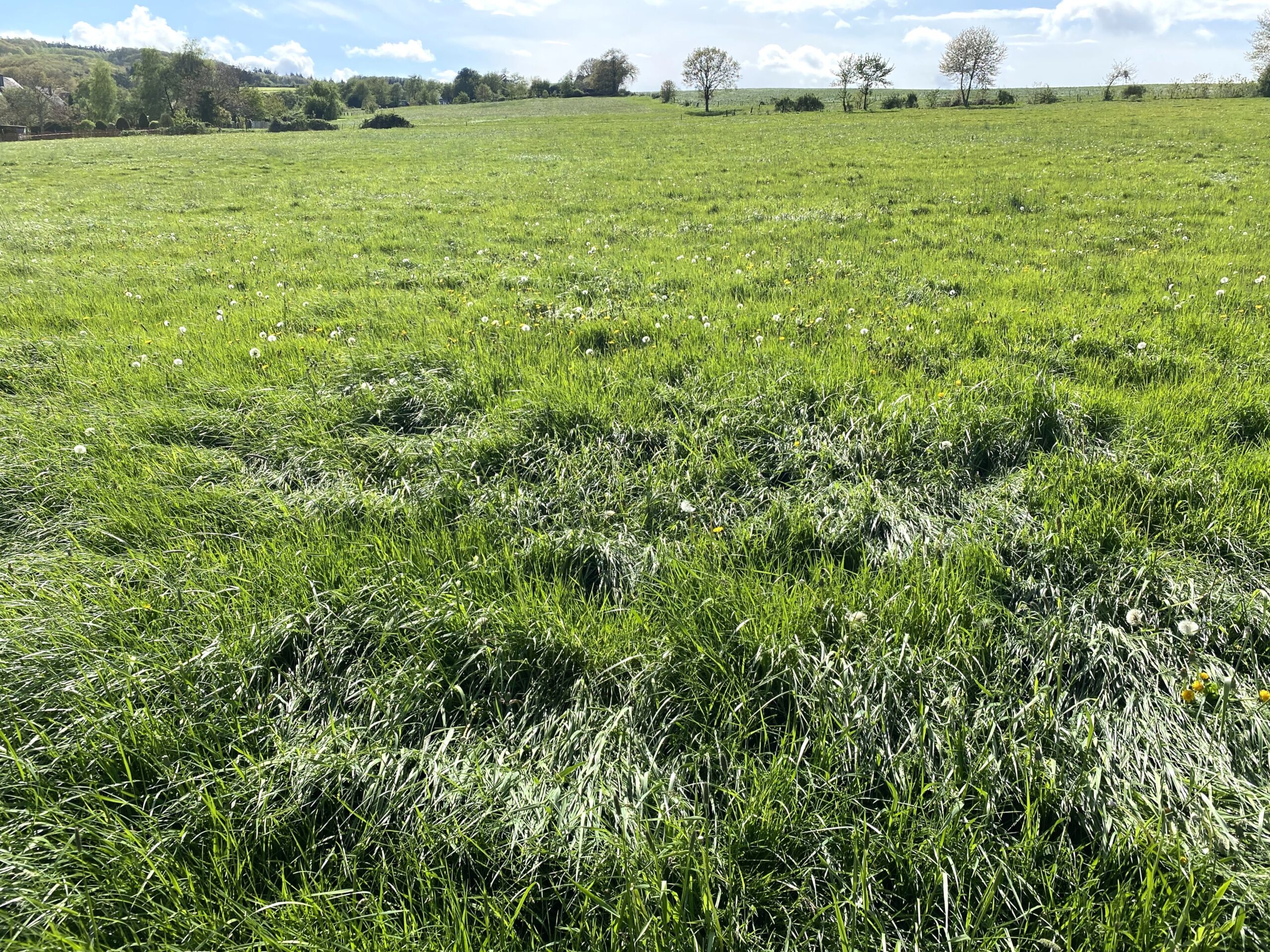 Fachmakler für land-, forst- und pferdewirtschaftliche Immobilien