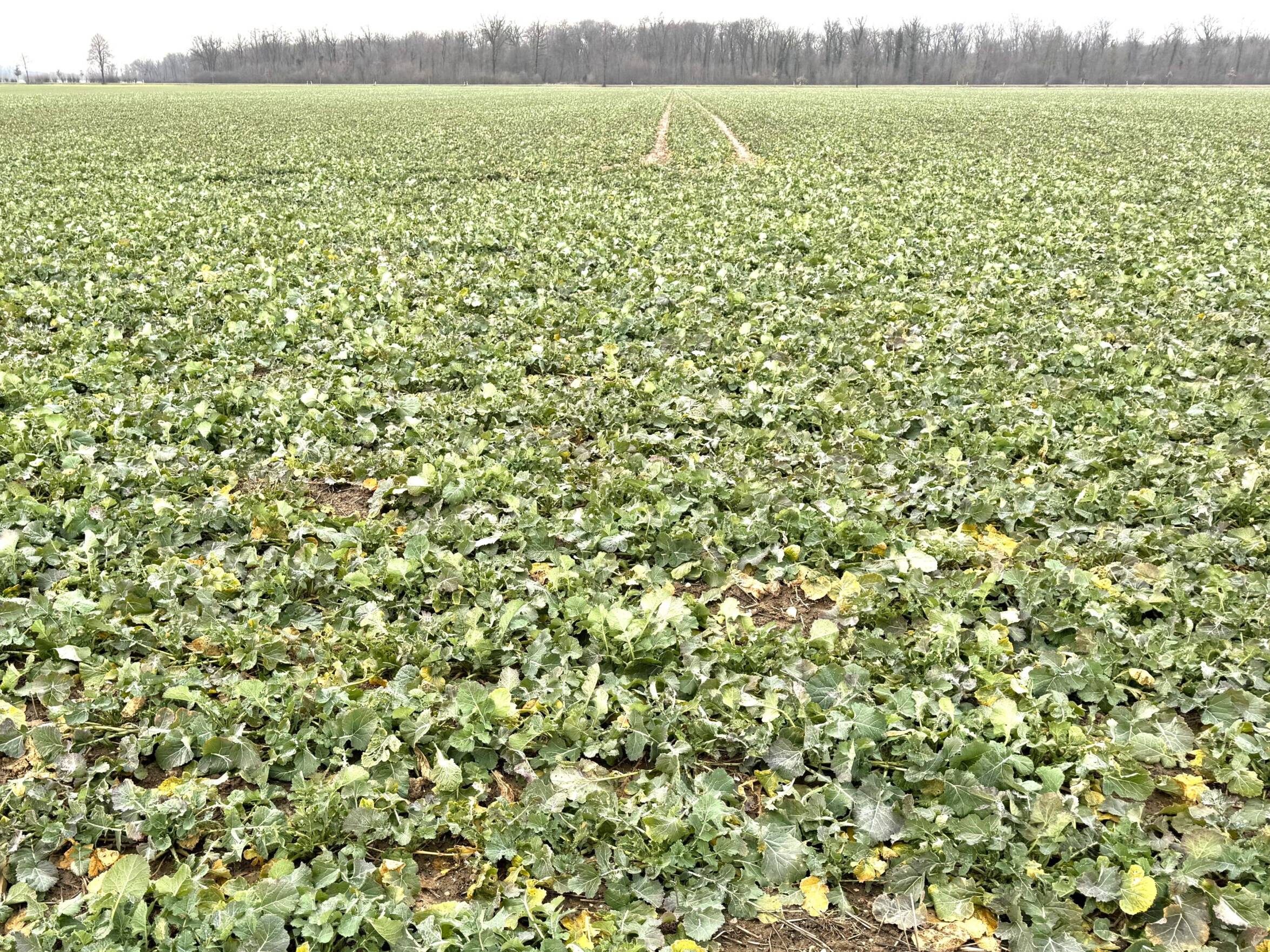 Fachmakler für land-, forst- und pferdewirtschaftliche Immobilien