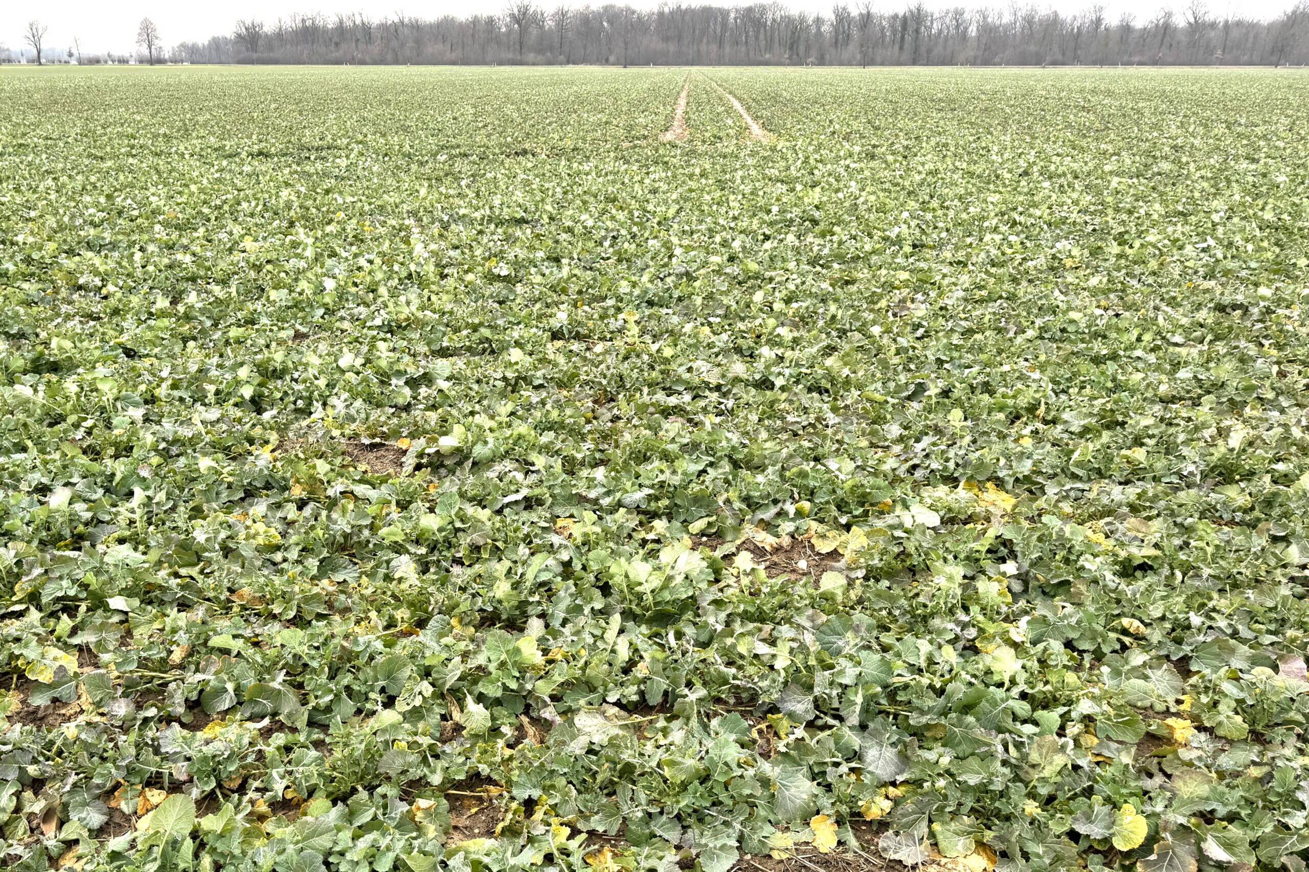 Fachmakler für land-, forst- und pferdewirtschaftliche Immobilien