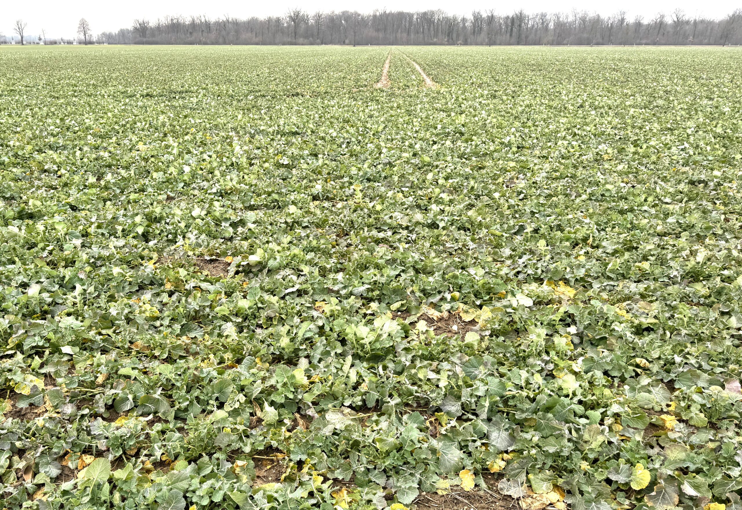 Fachmakler f&uuml;r land-, forst- und pferdewirtschaftliche Immobilien