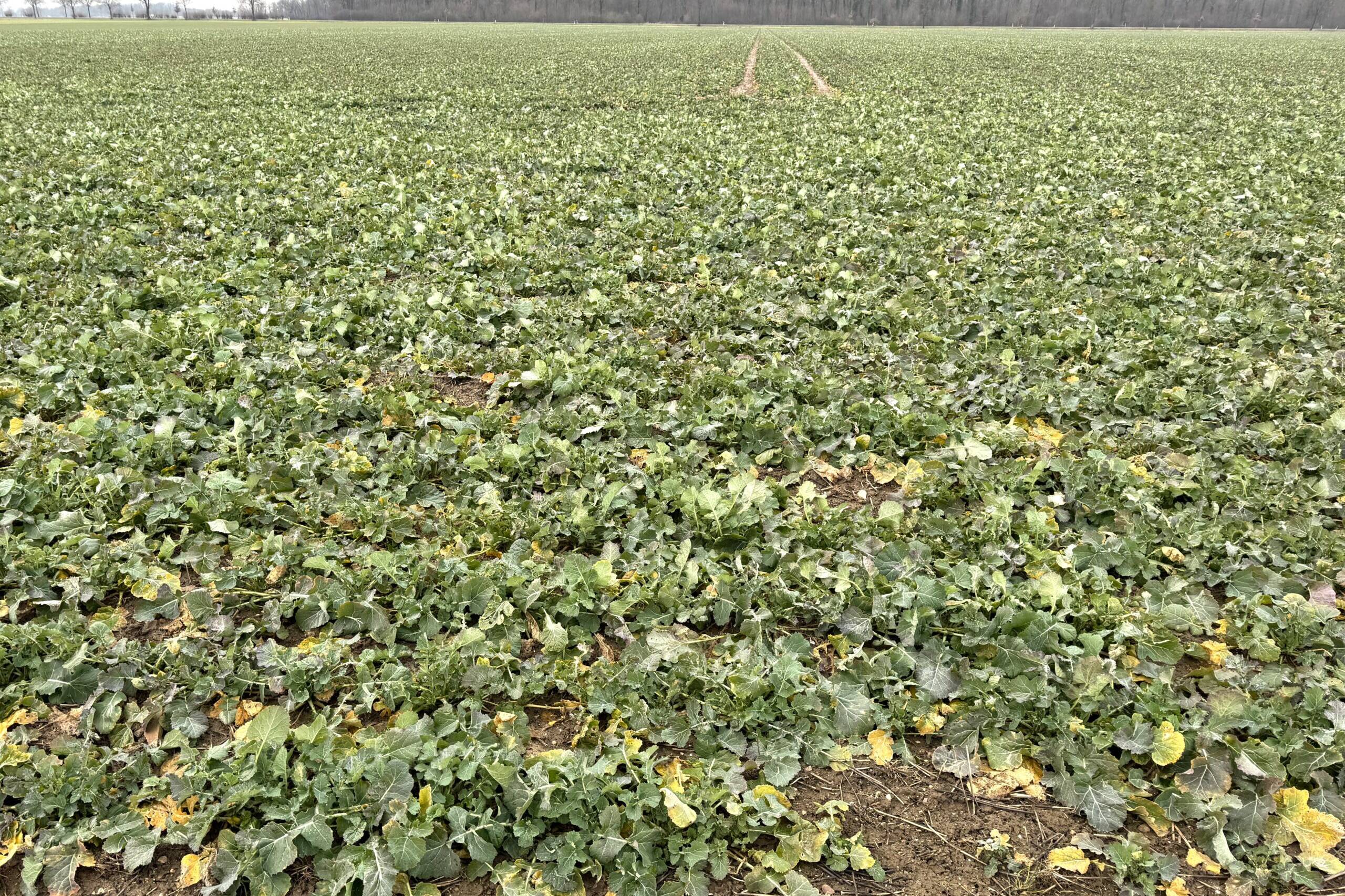 Fachmakler für land-, forst- und pferdewirtschaftliche Immobilien