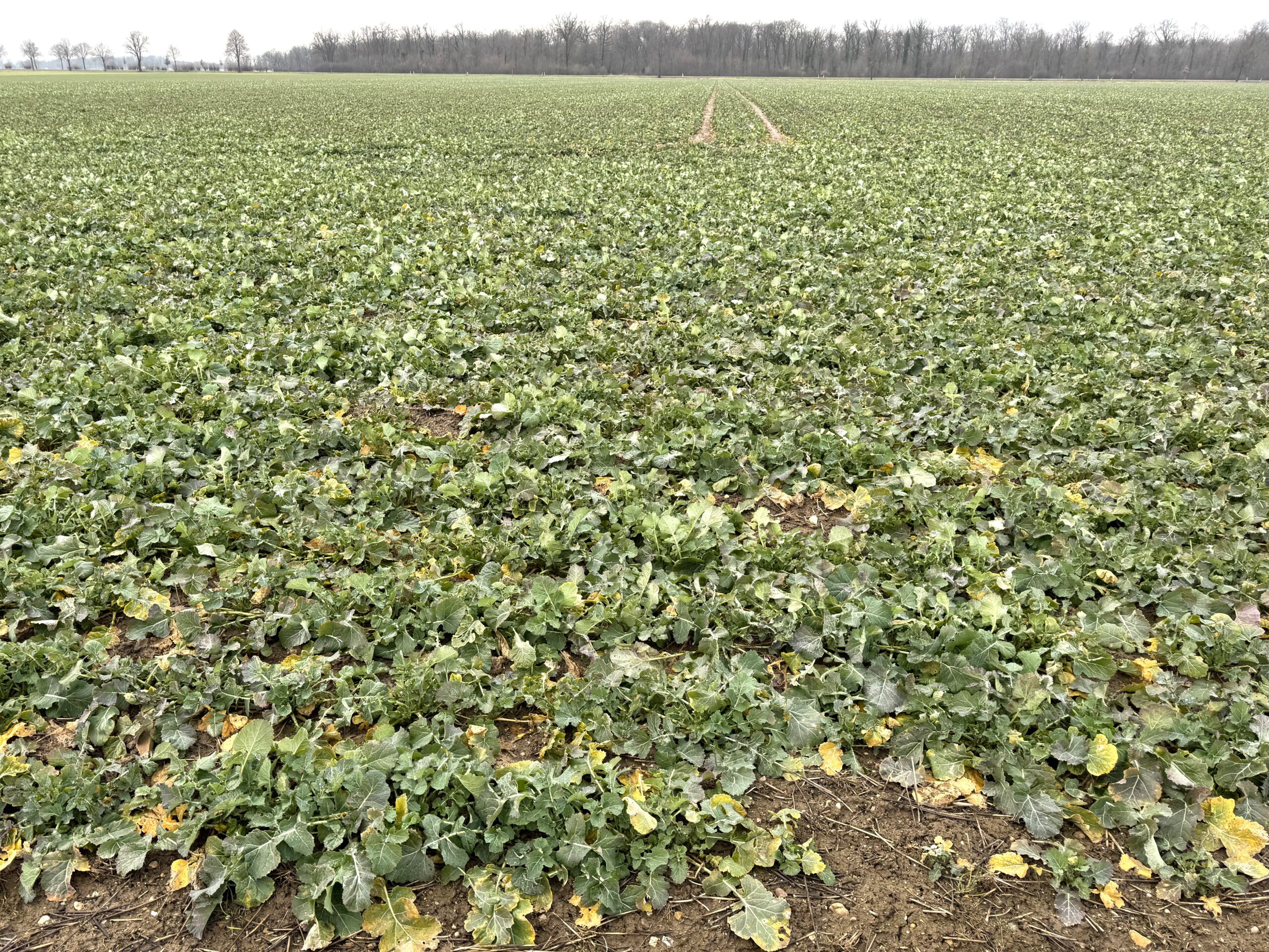 Fachmakler f&uuml;r land-, forst- und pferdewirtschaftliche Immobilien