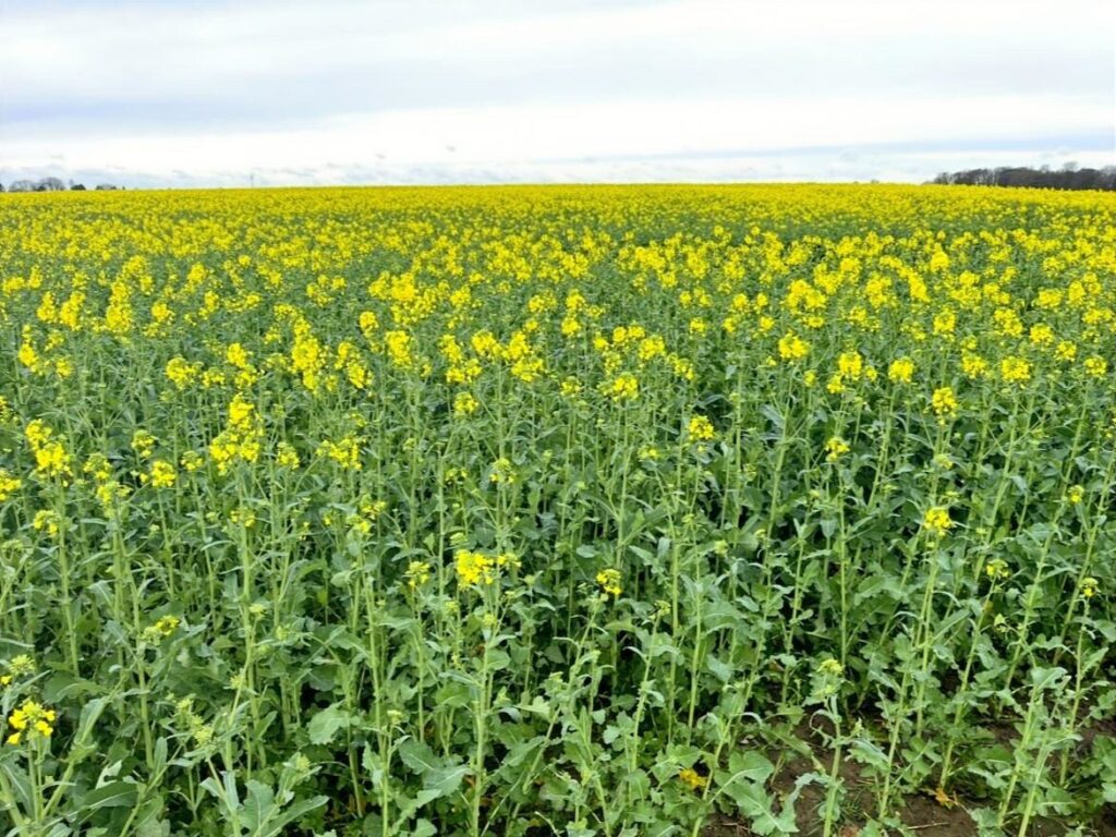 Foto der Immobilie (151010)