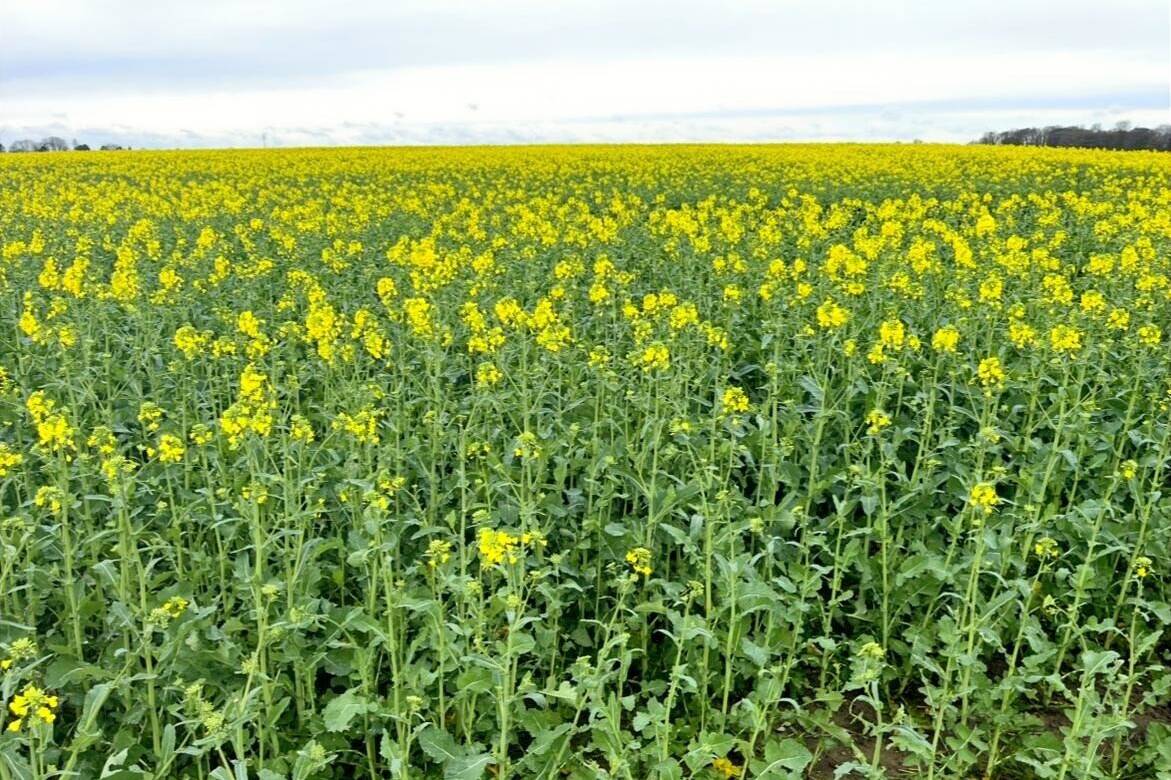 Fachmakler für land-, forst- und pferdewirtschaftliche Immobilien