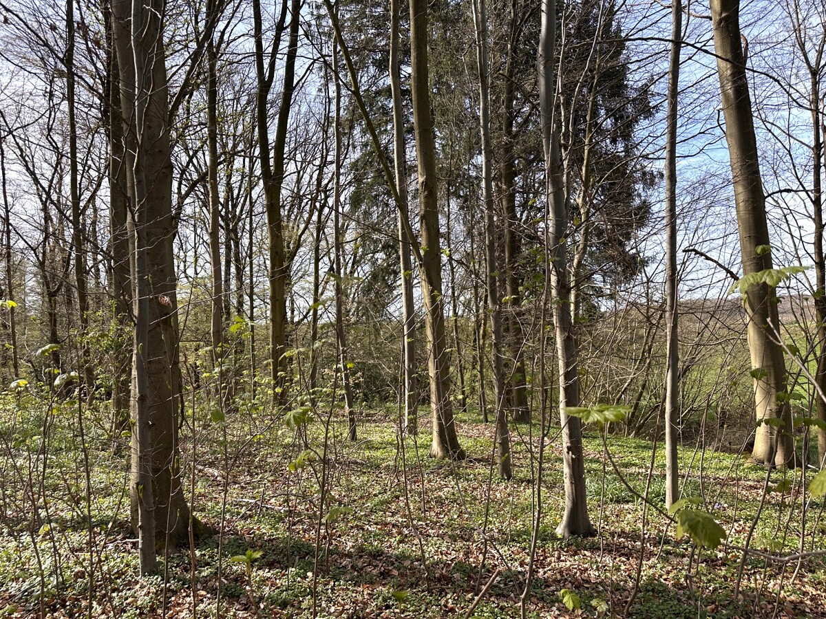 Bergahorn-Rotbuchen-Mischbestand