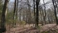 Traubeneichen-Rotbuchen-Mischbestand