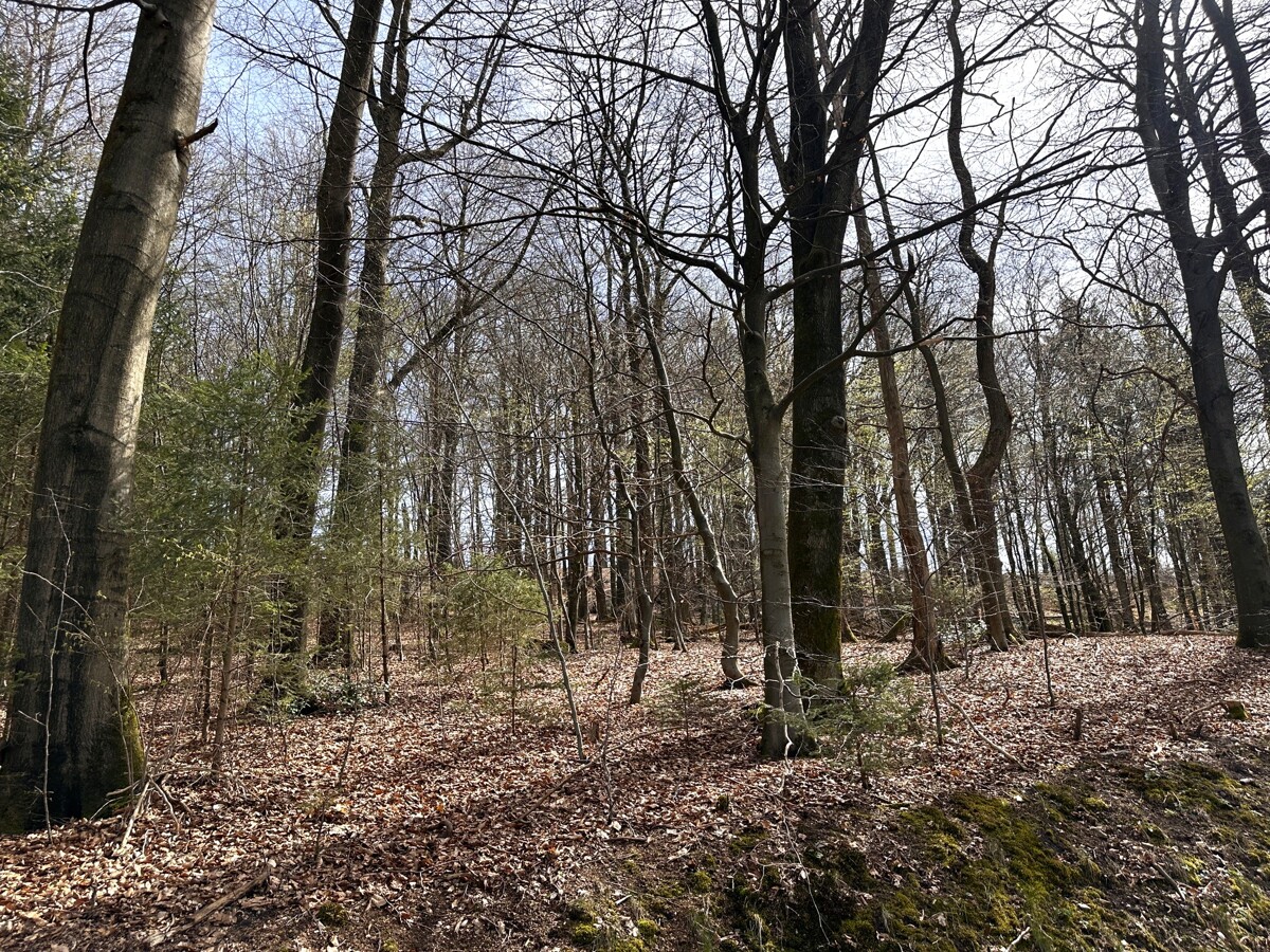 Traubeneichen-Rotbuchen-Mischbestand