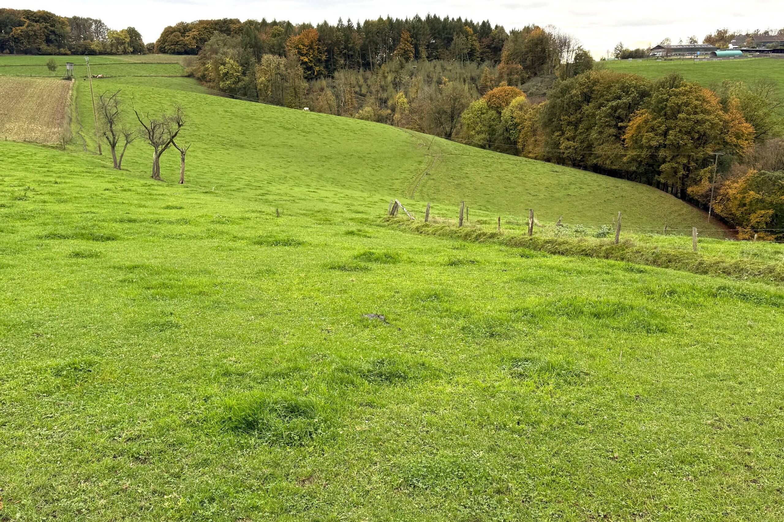 Fachmakler für land-, forst- und pferdewirtschaftliche Immobilien