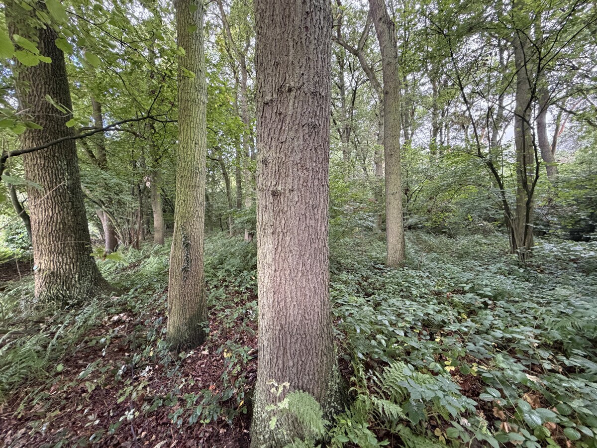 Old-growth English oak and European beech forest